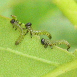 Petites larves de porte-scie (Arge ochropa) sur rosier